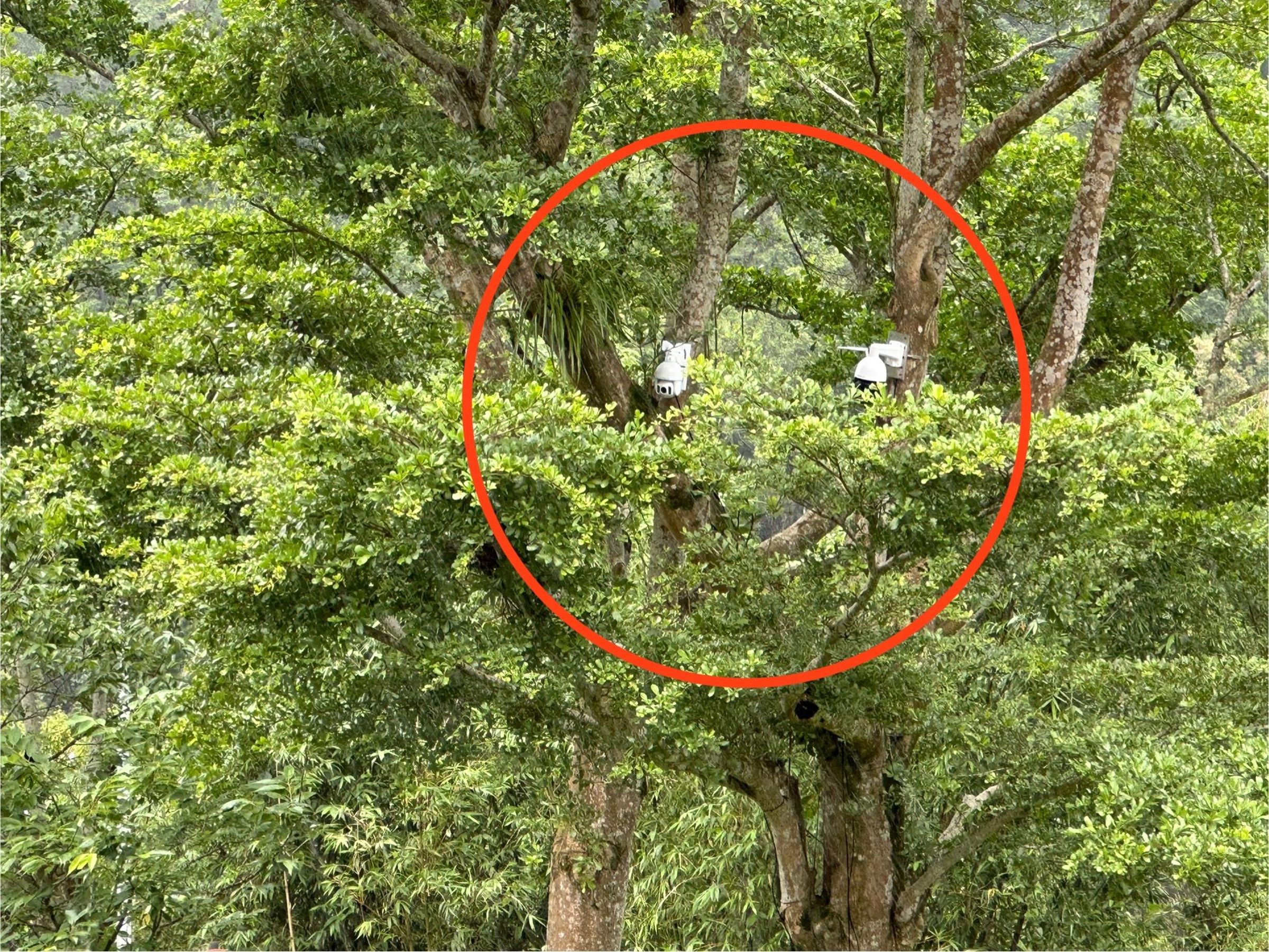 臺灣藍鵲一家族，築巢於翡翠水庫管理局辦公室前樹上。（翡管局提供）