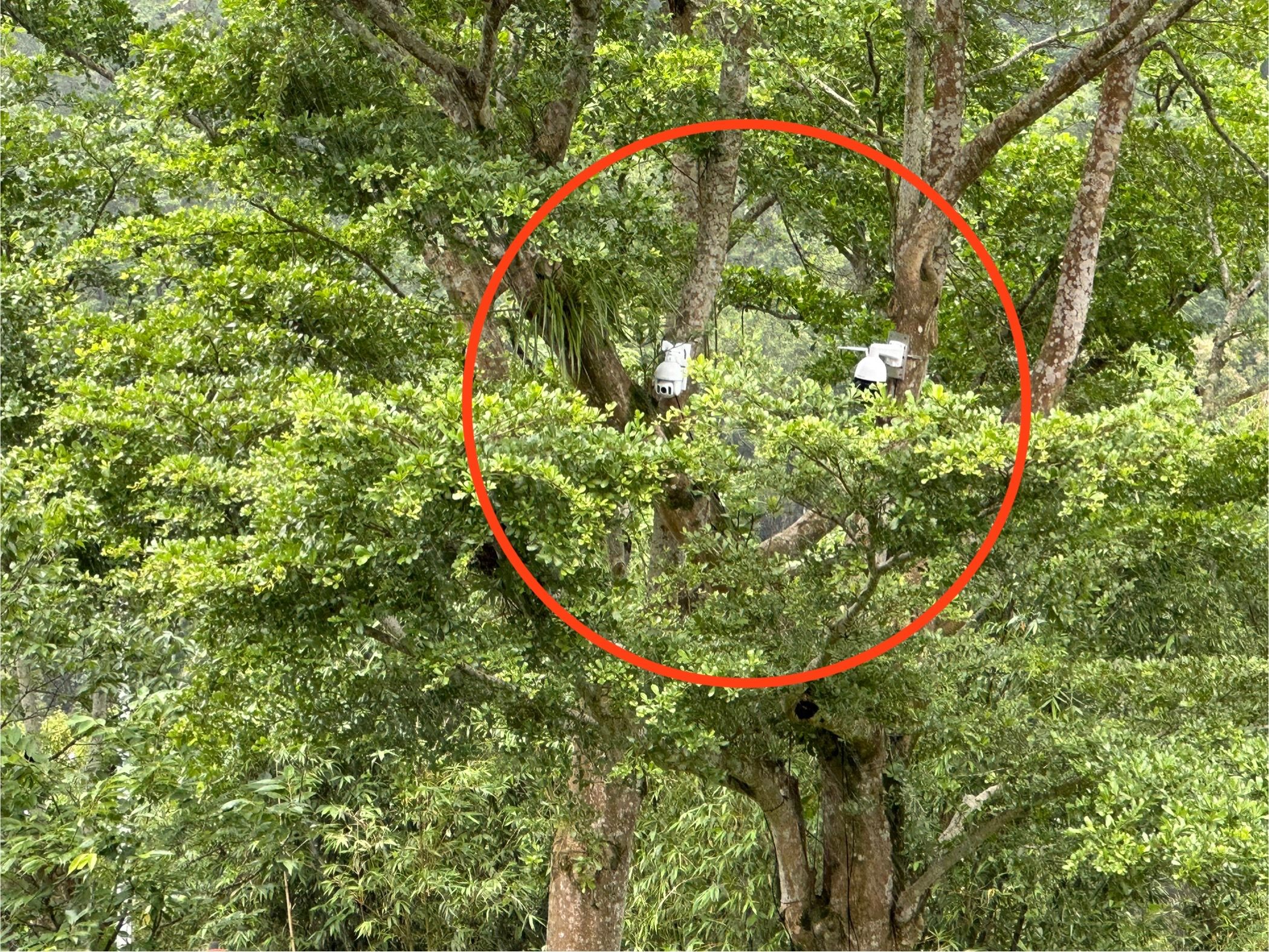 臺灣藍鵲一家族，築巢於翡翠水庫管理局辦公室前樹上。（翡管局提供）