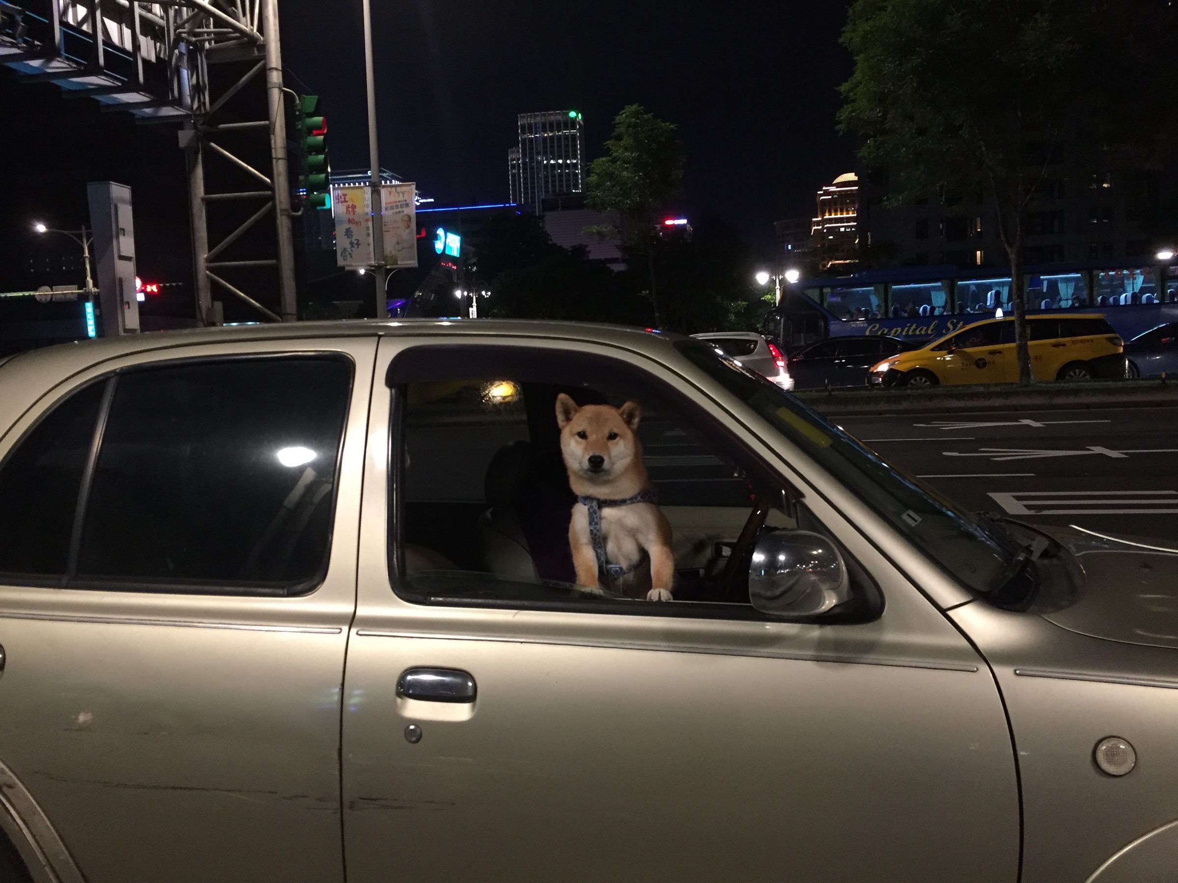 即使飼主只是暫時離開車輛,仍不應讓寵物獨留於車內。(北市動保處提供)