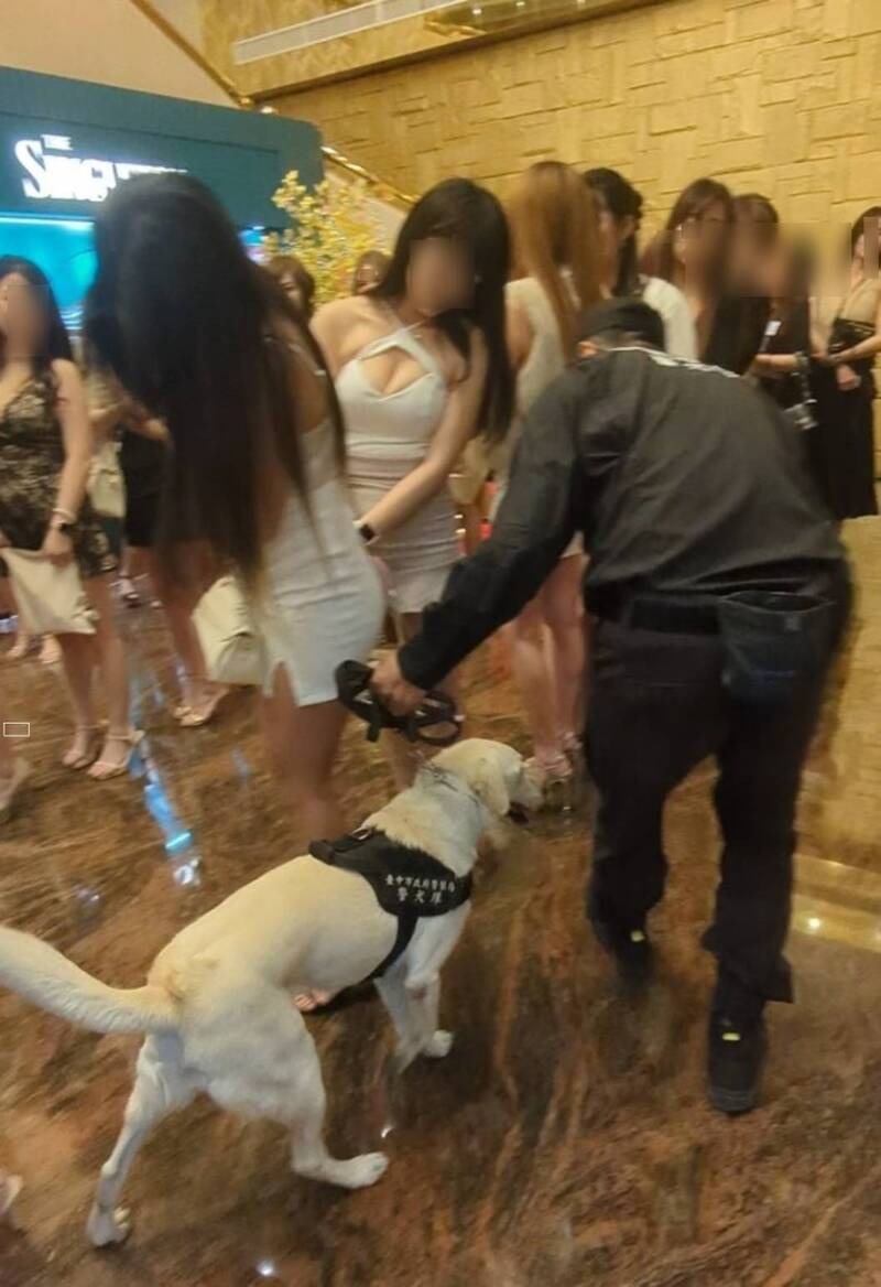 一整排酒店小姐依序配合臨檢，見到警犬可愛模樣忍不住想摸。（翻攝畫面）