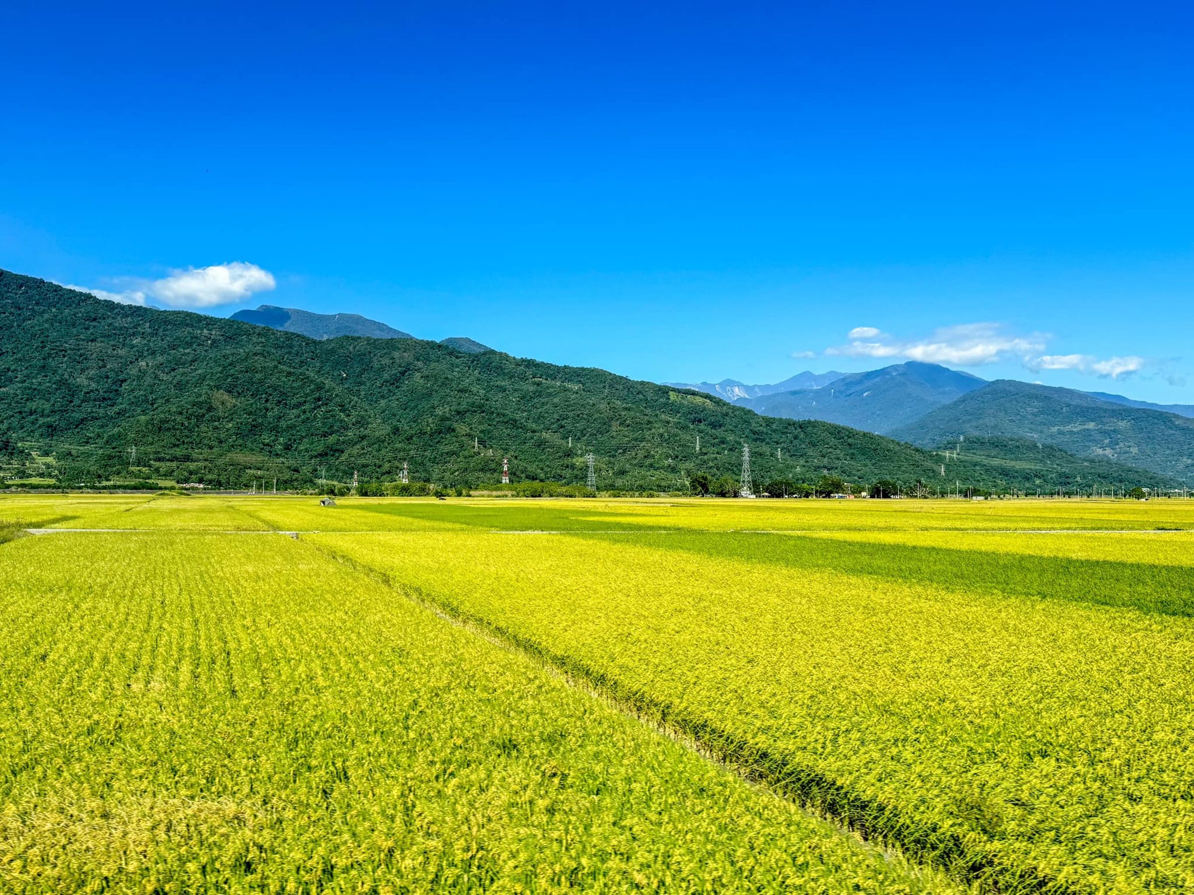 花東縱谷國家風景區管理處在臉書PO文,要民眾把握時間追稻浪。(翻攝自花東縱谷國家風景區管理處臉書)