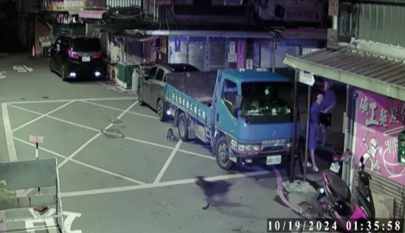 犬隻見浪貓經過，上前追趕、咬死浪貓。（動保處提供）