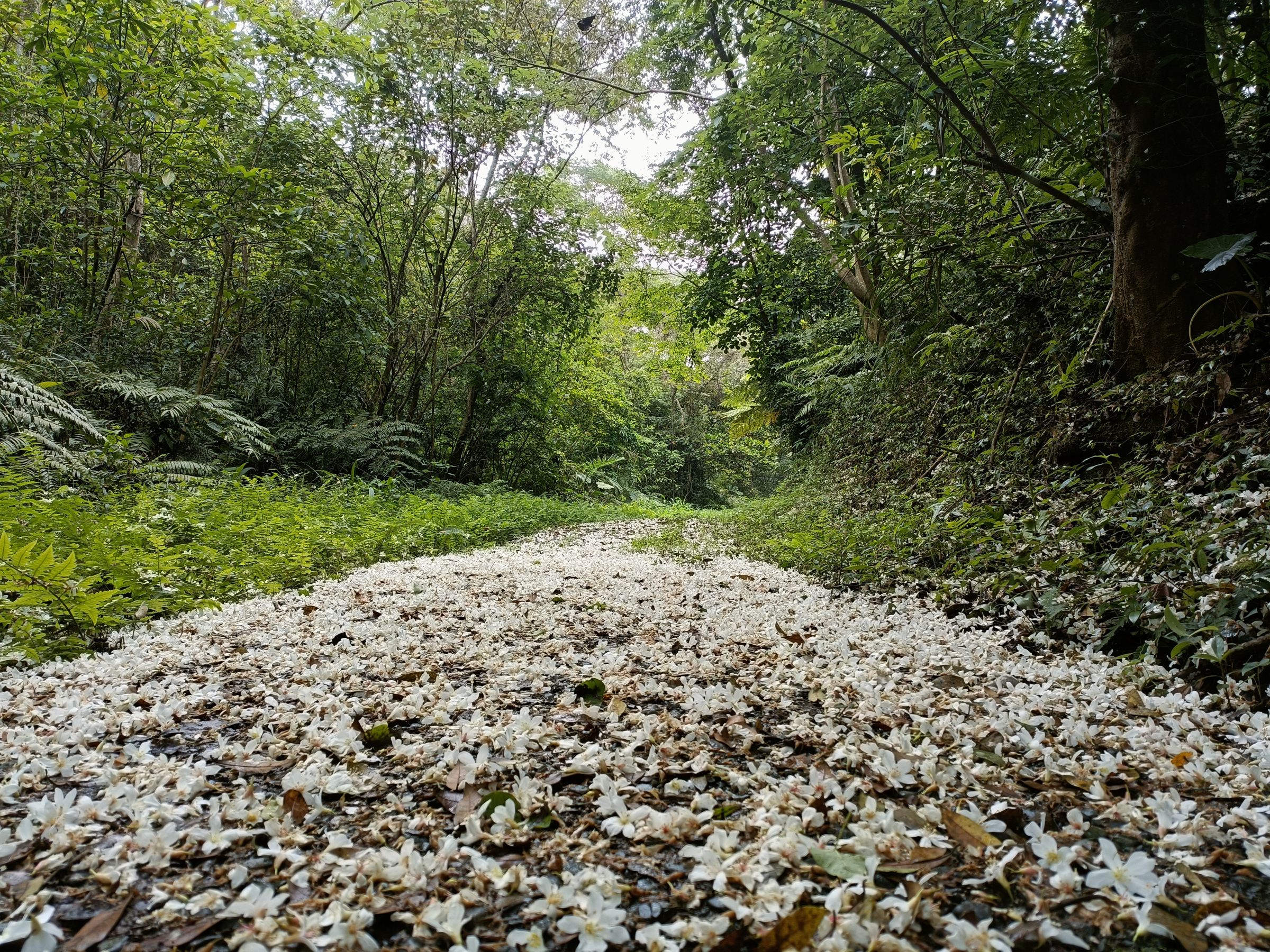 芎林鄉華龍社區的老茶路,沿途桐花盛開。(圖/黃政權)