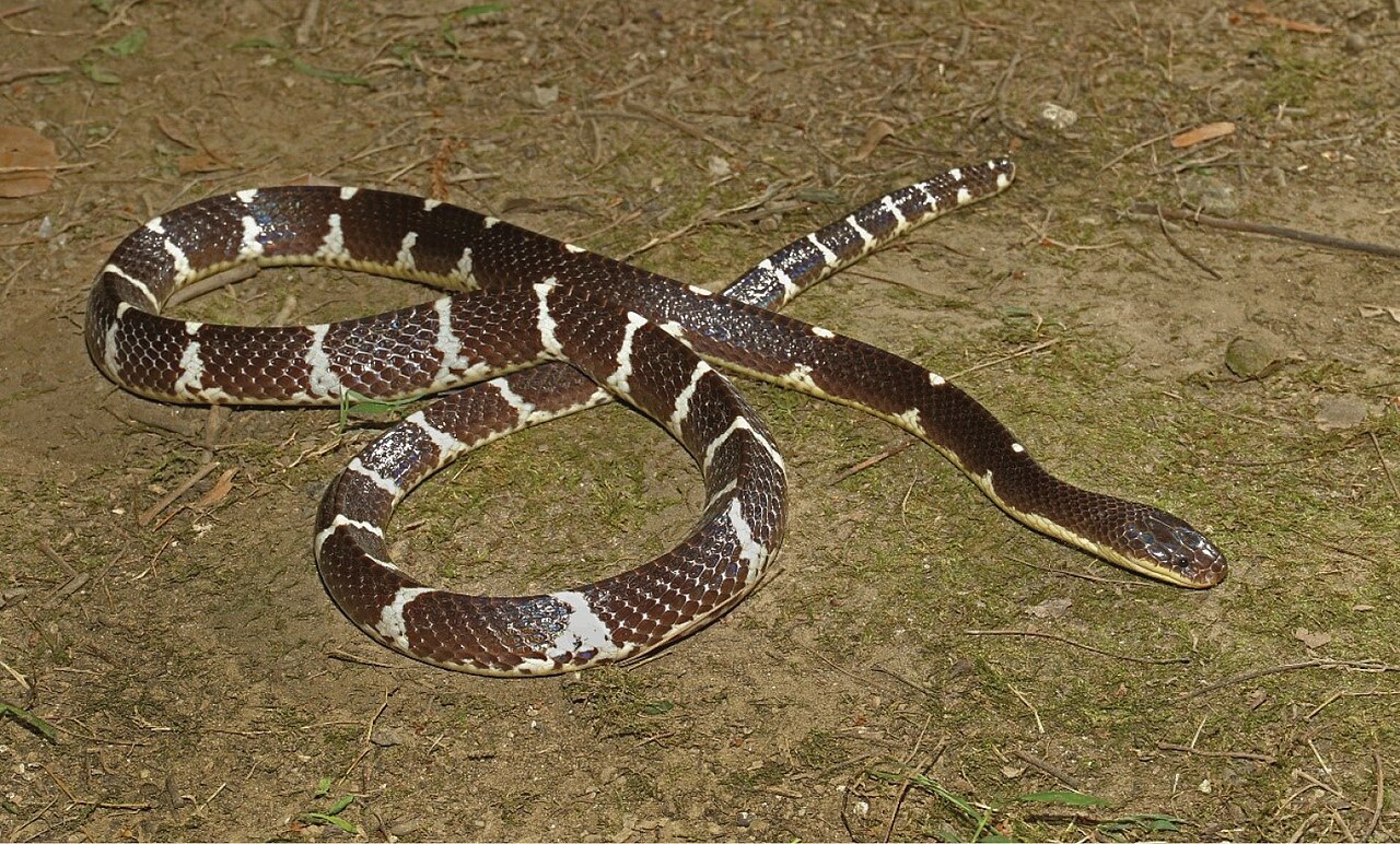 「素貞環蛇」命名取自《白蛇傳》女主角。（翻攝維基百科）