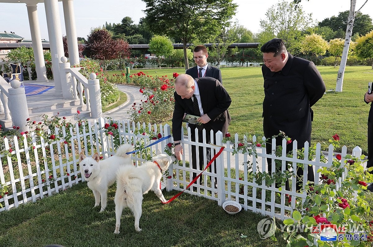 金正恩送豐山犬給普丁。（翻自《韓聯社》）