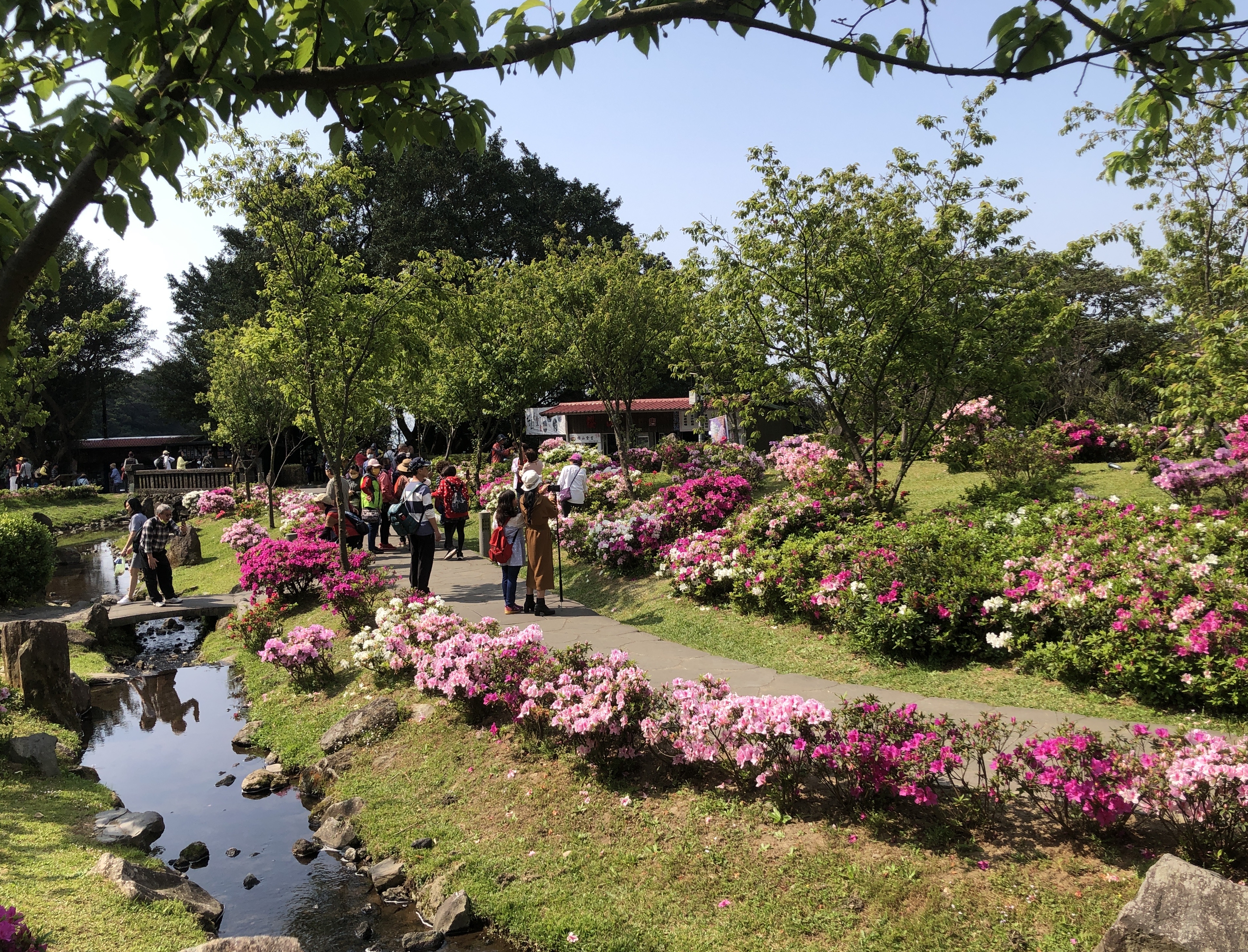 每年春季陽明山上櫻花、杜鵑等陸續盛開，吸引賞花人潮湧入。（台北市工務局）