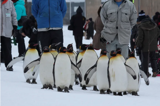 旭山動物園員工認了「殺妻棄屍焚化爐」，犯案後竟照常打卡上班。（翻攝自官網）
