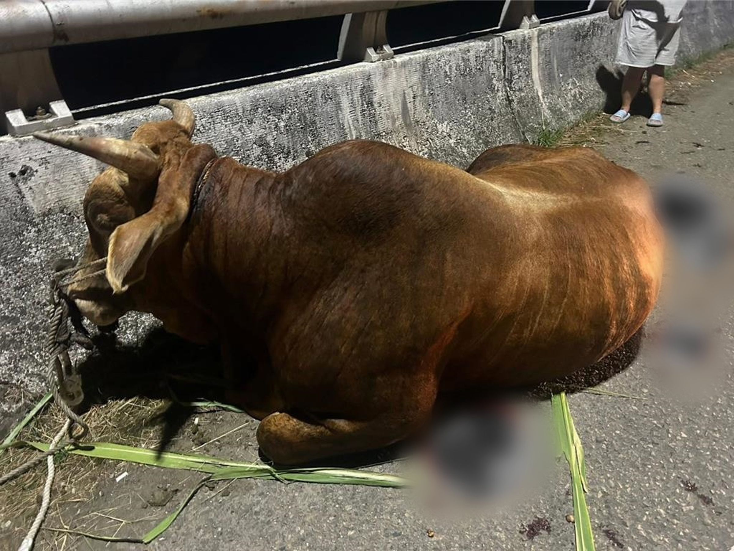 南投埔里一名老農涉嫌用貨車強行拖行家中飼養的牛,導致牛滿身是血。(翻攝畫面)