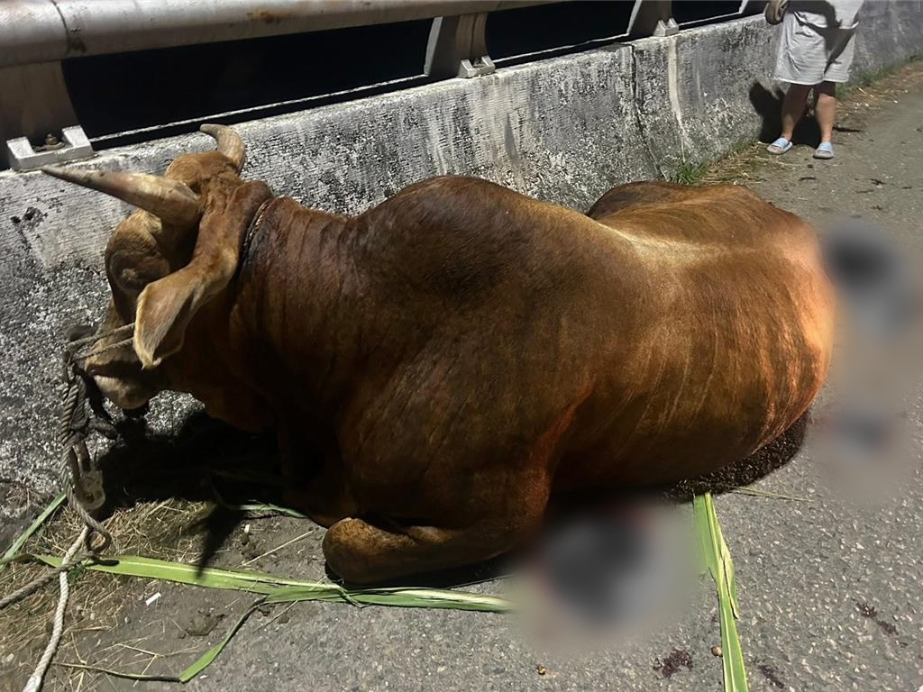 南投埔里一名老農涉嫌用貨車強行拖行家中飼養的牛，導致牛滿身是血。（翻攝畫面）