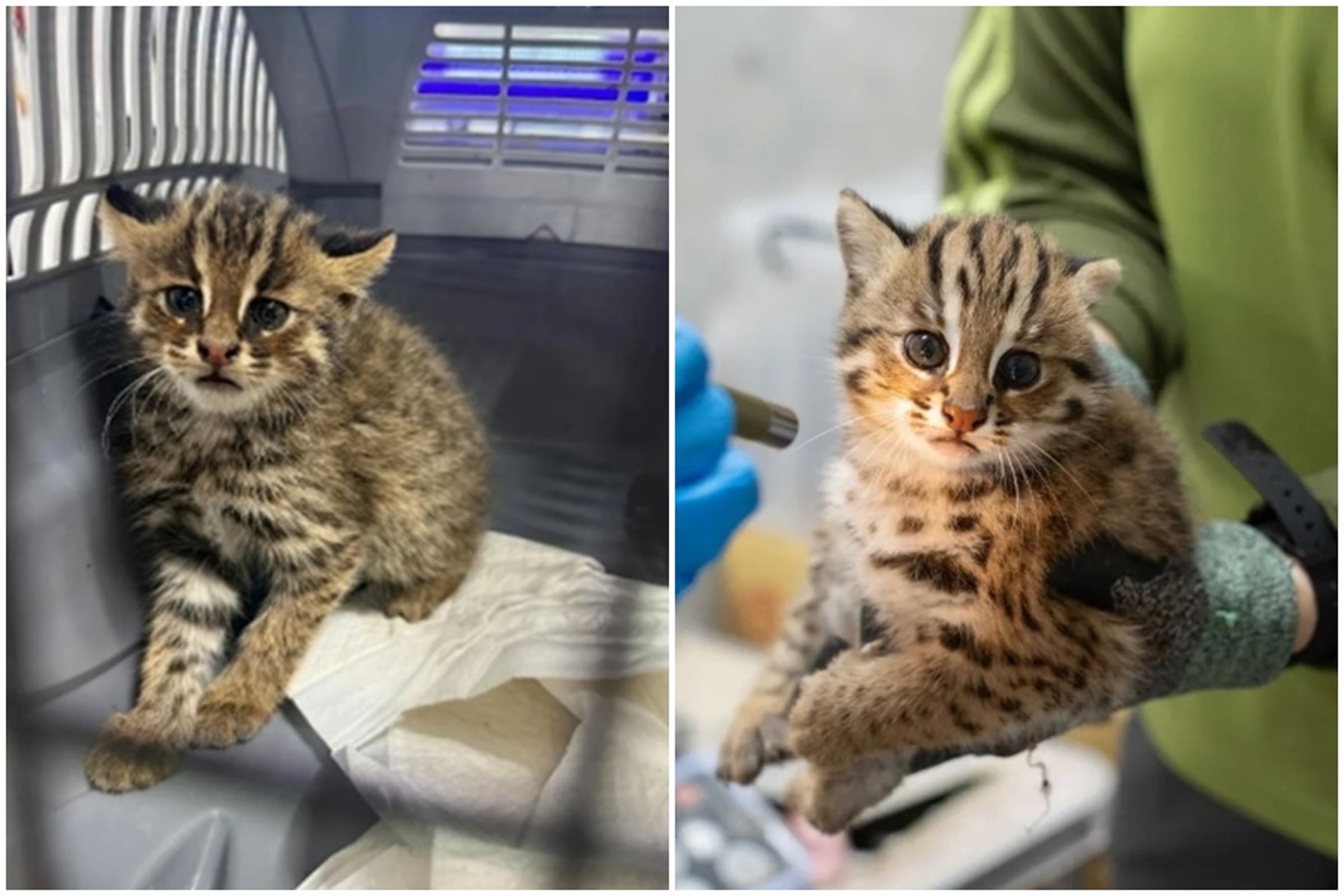 韓國石虎被當成野貓抓進收容所，其公告照片，與北市動物園石虎寶寶照，高度相似。（右圖為台北市立動物園提供；左圖翻攝自Threads）