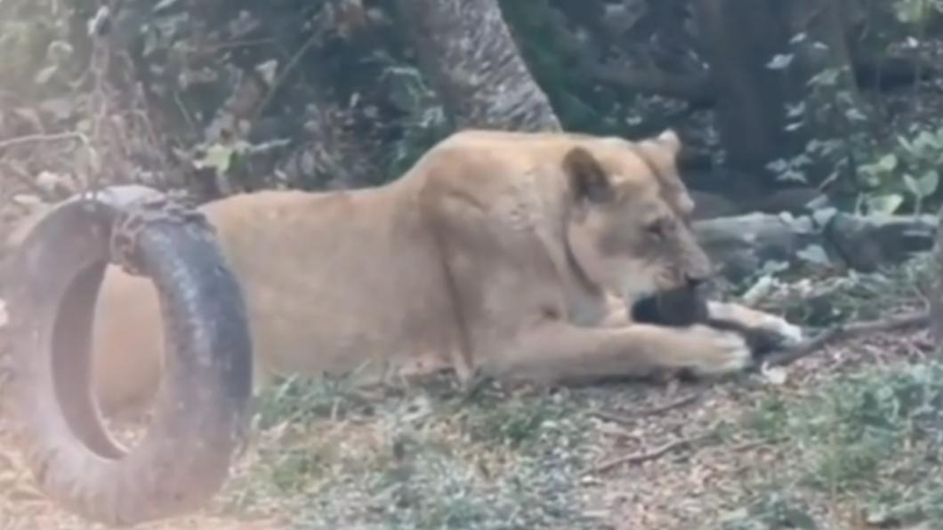 壽山動物園一隻野生台灣小獼猴失足掉進獅子園區，當場被吃了。（翻攝自社會事影音）