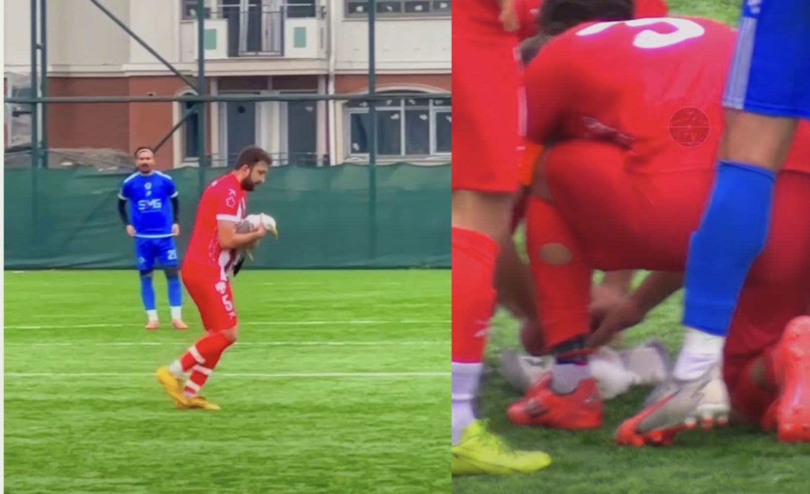 足球場最美的一幕!球速過快「擊落」路過海鷗 土耳其熱血隊長跪地CPR救命