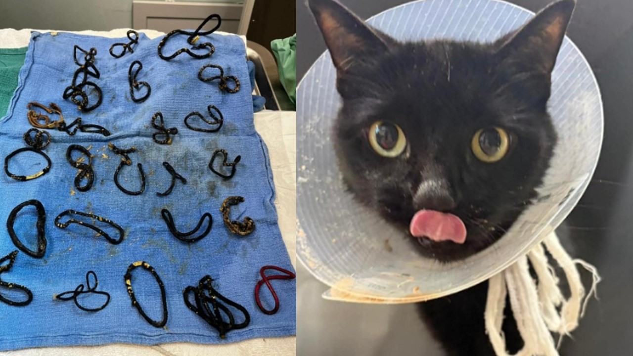 6歲貓咪嚴重腸阻塞，醫動手術竟取出「26個髮圈」。（翻攝自動物救援中心HALO No-Kill Rescue　IG）