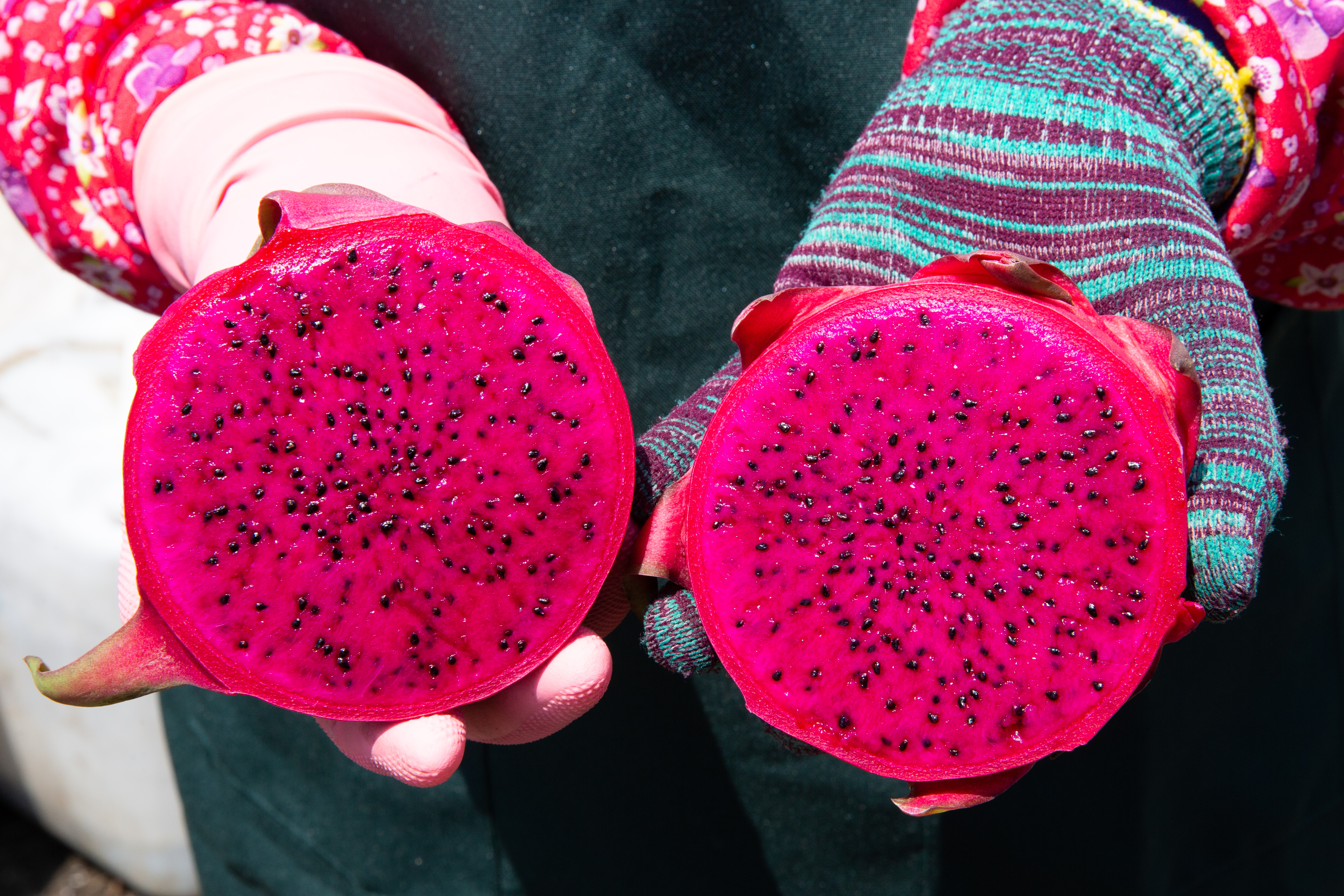 台灣的紅肉紅龍果未來將可外銷日本。（示意圖，本刊資料照）