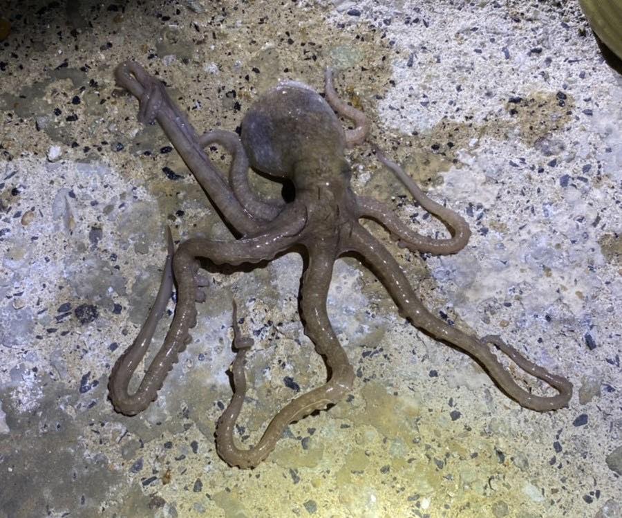 澎湖特有種章魚進入產季，澎湖縣政府公告29日起至4月12日為禁捕期。（取自臉書「澎湖縣政府農漁局」）