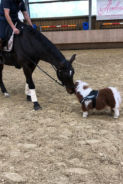 噗姆可平常跟其它馬匹生活在一起。（翻攝guinnessworldrecords.com）
