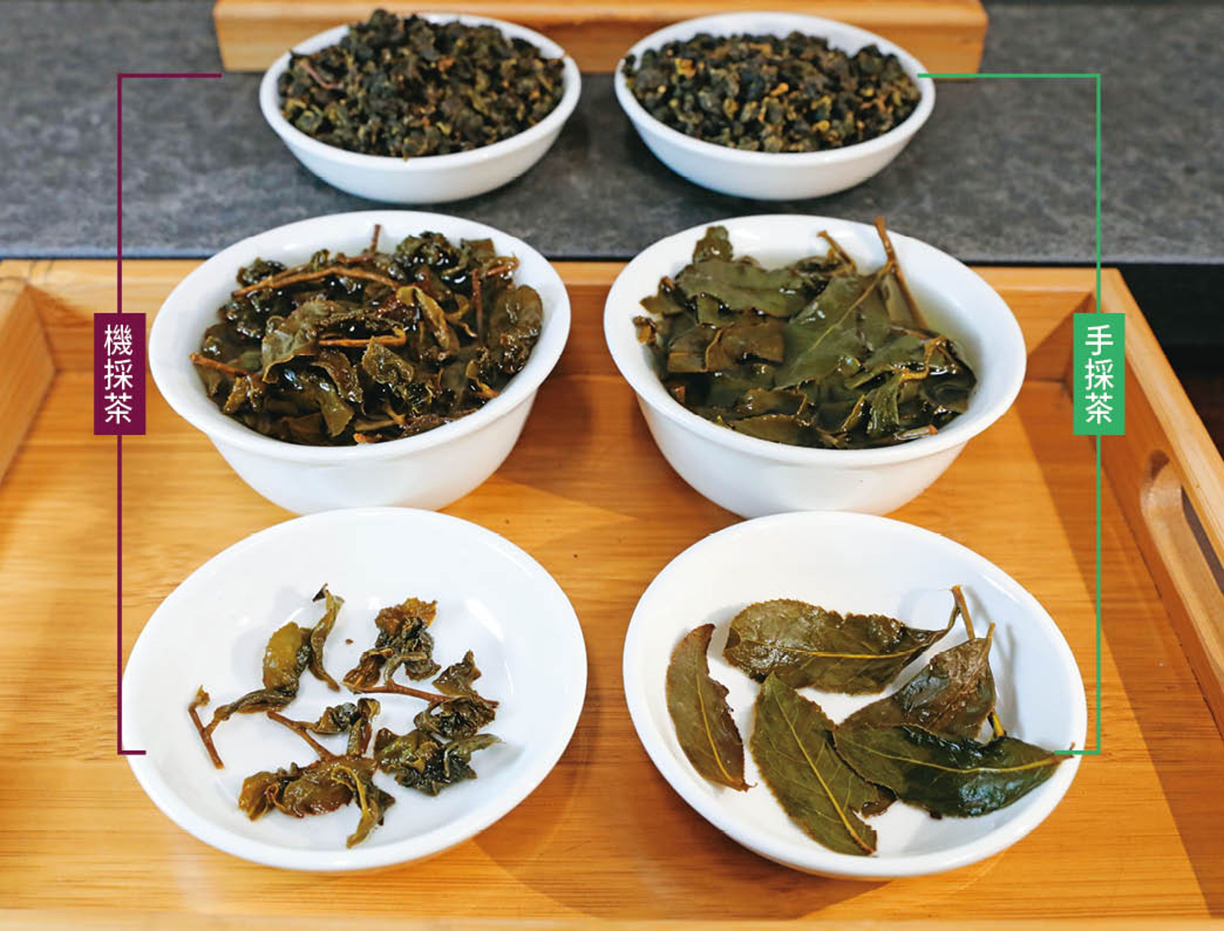 相較機採茶,手採茶為一整球、粒粒分明,而沖泡後,機採茶茶葉破碎,手採茶則較完整。