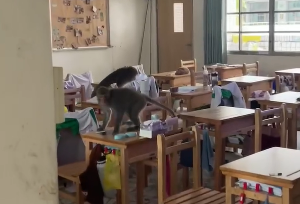 鼓山高中今日上午有30隻猴子闖入校園。（翻攝畫面）