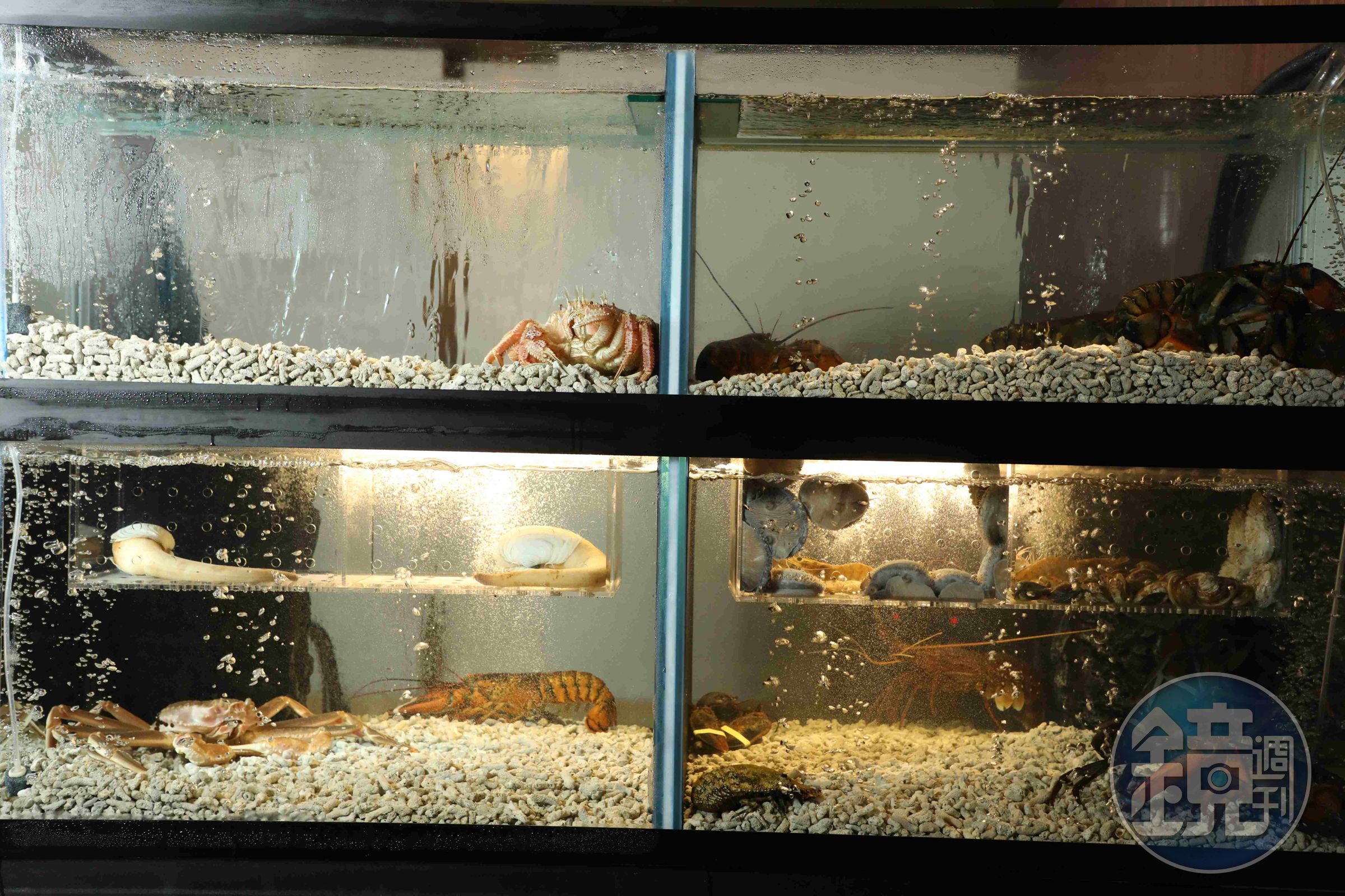 水族箱裡有松葉蟹、象拔蚌、龍蝦、鮑魚、澎湖大明蝦可以加碼。