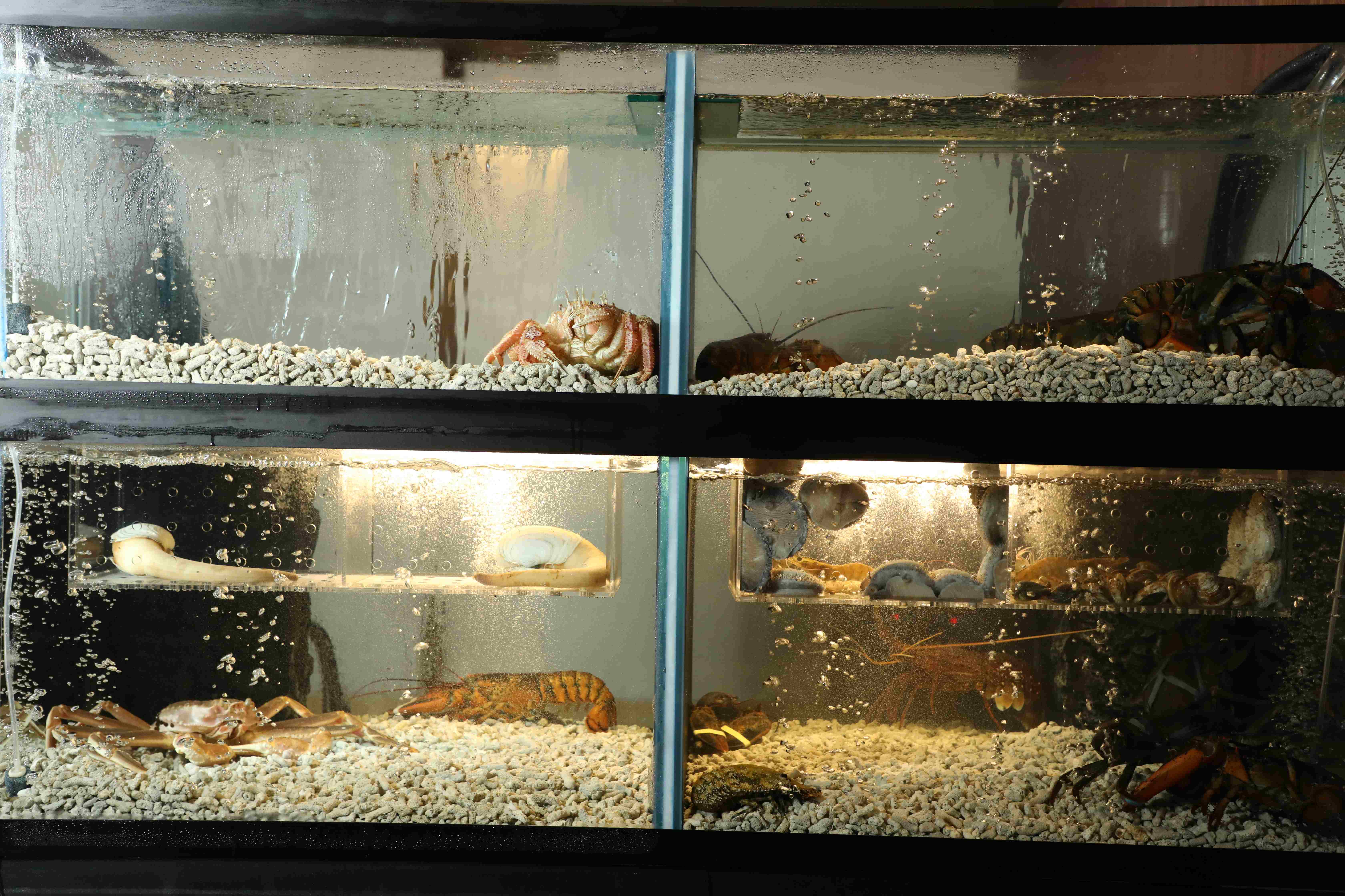 水族箱裡有松葉蟹、象拔蚌、龍蝦、鮑魚、澎湖大明蝦可以加碼。
