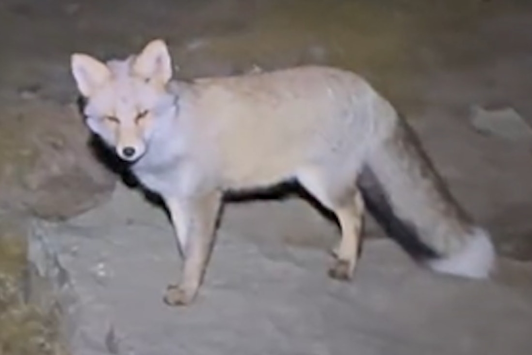 中國山西五台山近日出現一段「靈狐引路」影片,引發網友熱議。(翻攝畫面)