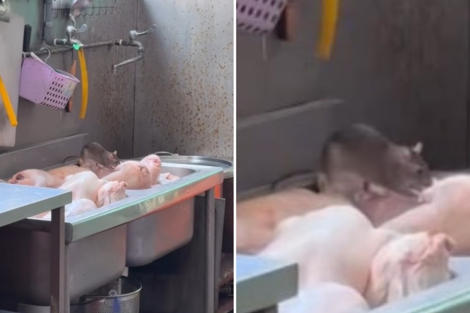 高雄左營某鴨肉店出現「料理鼠王」。（翻攝Threads）