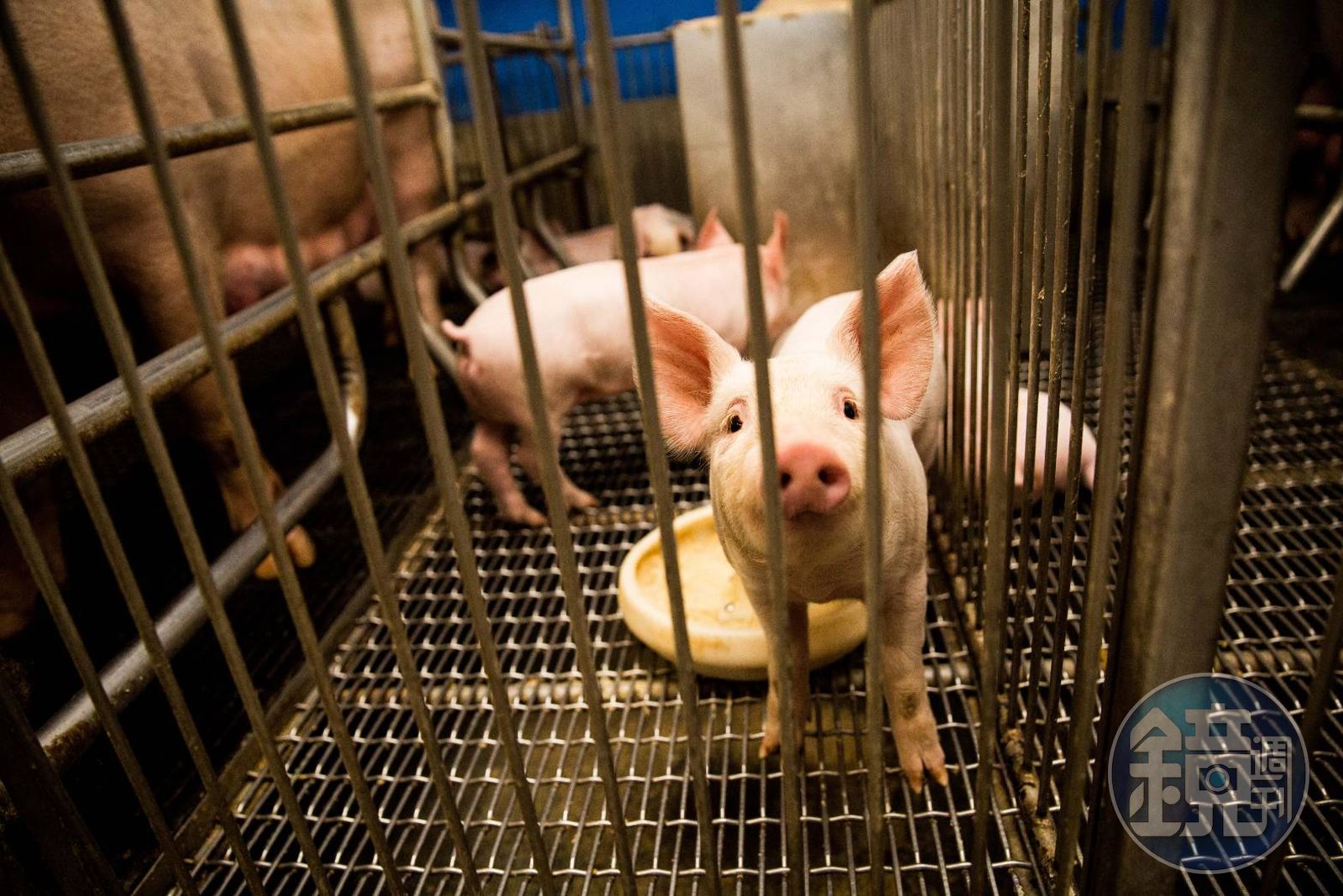 台中非洲豬瘟破口在哪? 案場特約獸醫提2線索:廚餘恐被丟入疫區食物