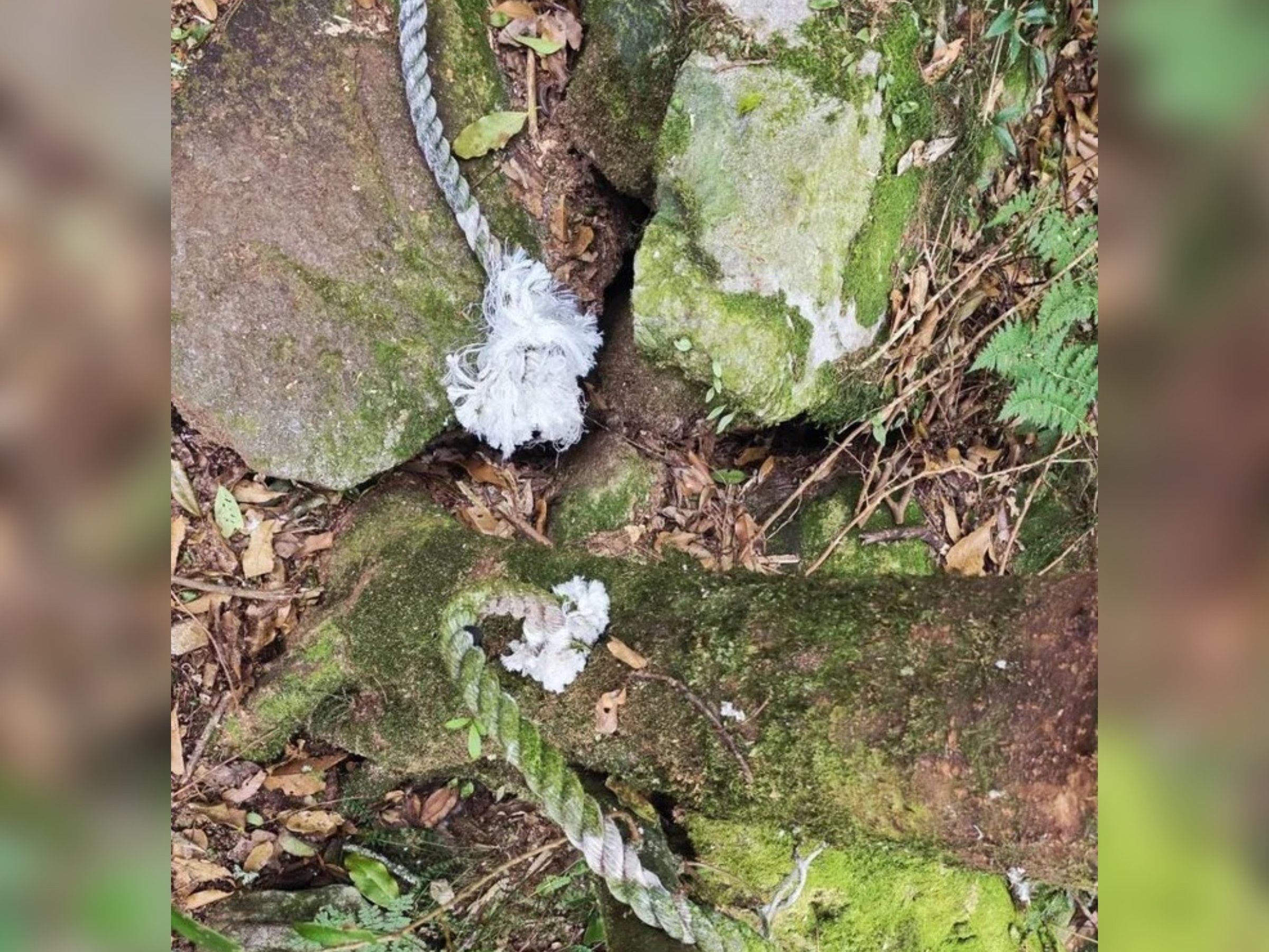 台中鳶嘴山步道傳出15處引導繩遭惡意破壞,林業及自然保育署台中分署獲報已介入處理,並提醒山友要注意安全。(林保署台中分署提供)
