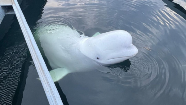 如此可愛的白鯨「哈瓦爾基米爾」，因其背帶被懷疑是經過俄羅斯軍事訓練的間諜。（翻攝自Marine Mind）