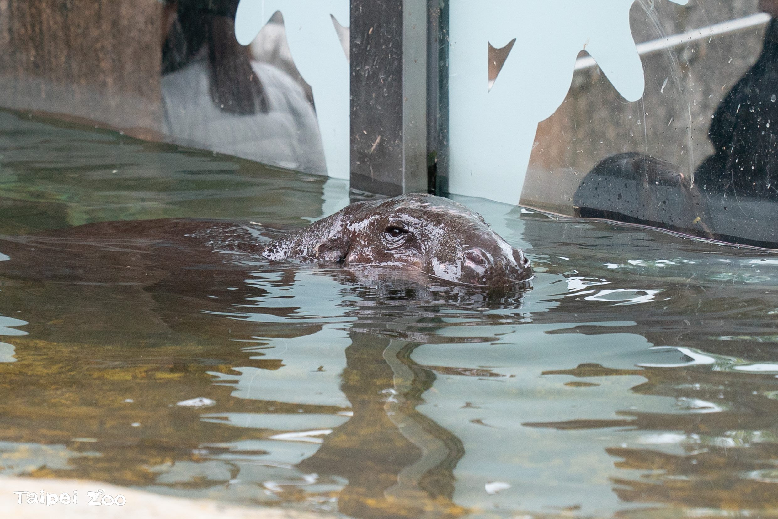 好天氣時Thabo也開始到室外水池游泳泡水。（台北市立動物園提供）
