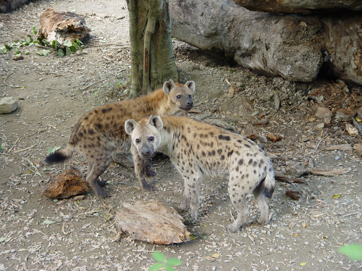 公鬣狗「小白」（後）及母鬣狗「小乖」（前）。（台北市立動物園提供）