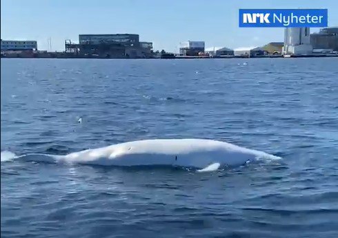 瓦迪米爾離奇死亡。(翻攝NRK Nyheter畫面)