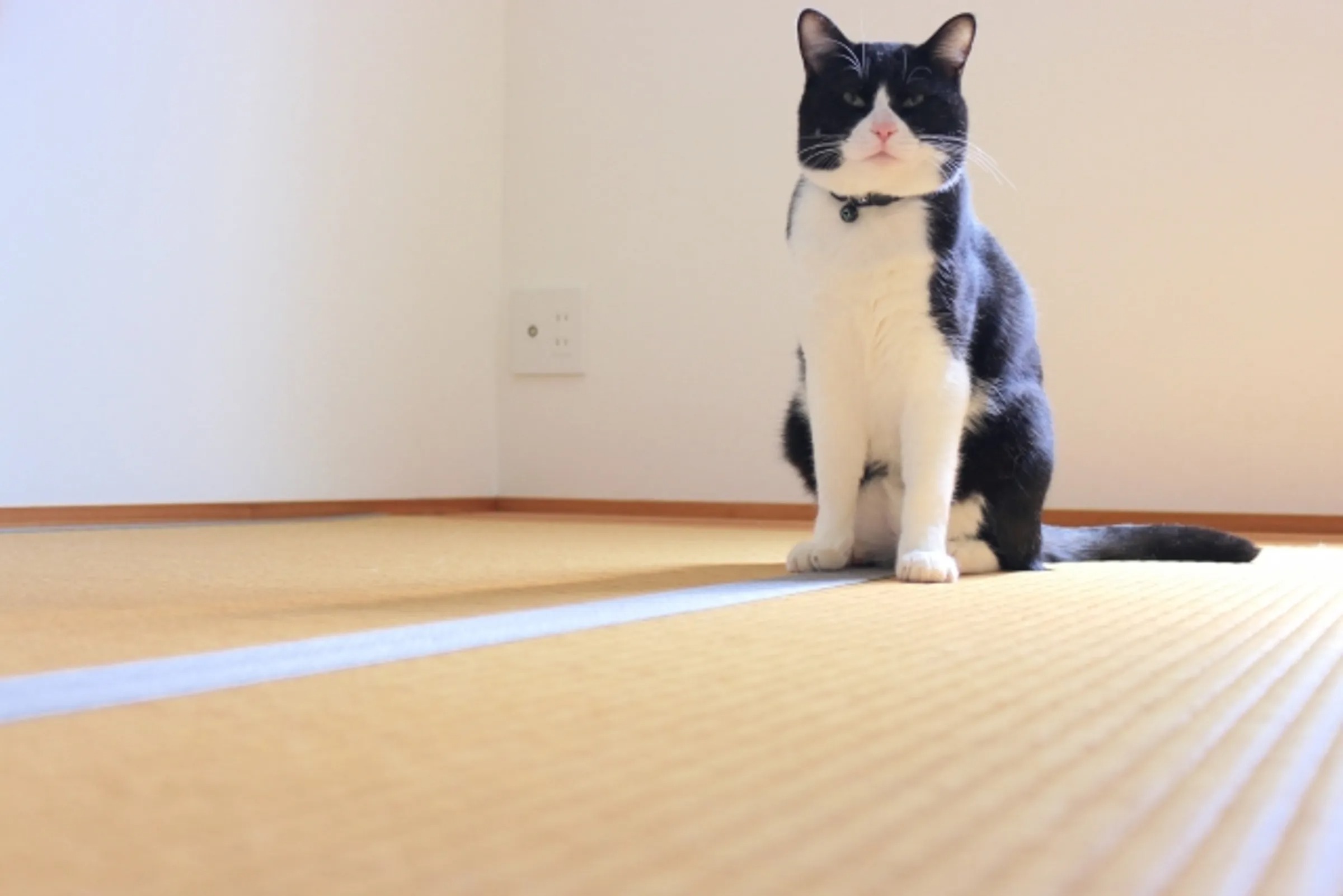 食安問題延燒至貓咪飼料,引起飼主們擔心。(示意圖,翻攝自photo-ac)