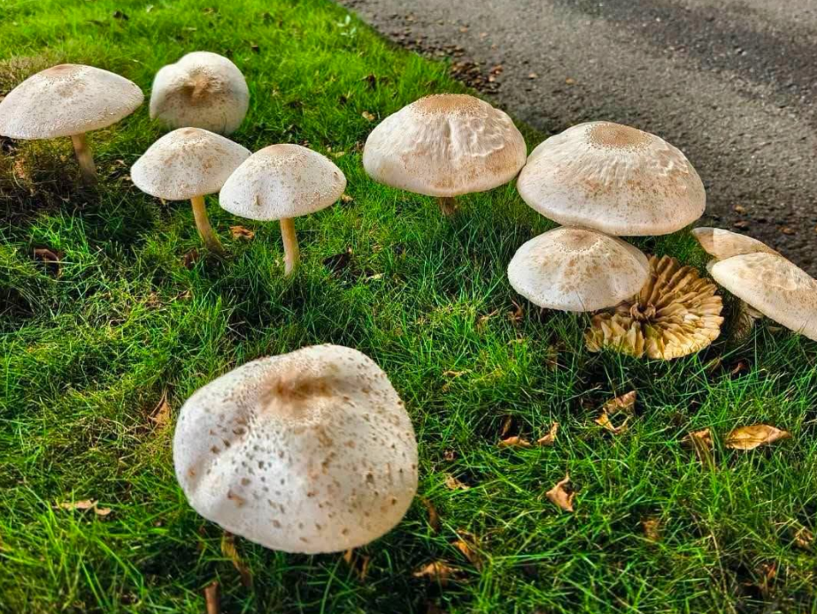 高雄再現菇菇裁培奇景!爆一家3口誤食「路邊野菇」中毒 上吐下瀉送醫