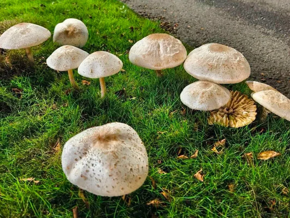 高雄再現菇菇裁培奇景！爆一家3口誤食「路邊野菇」中毒　上吐下瀉送醫