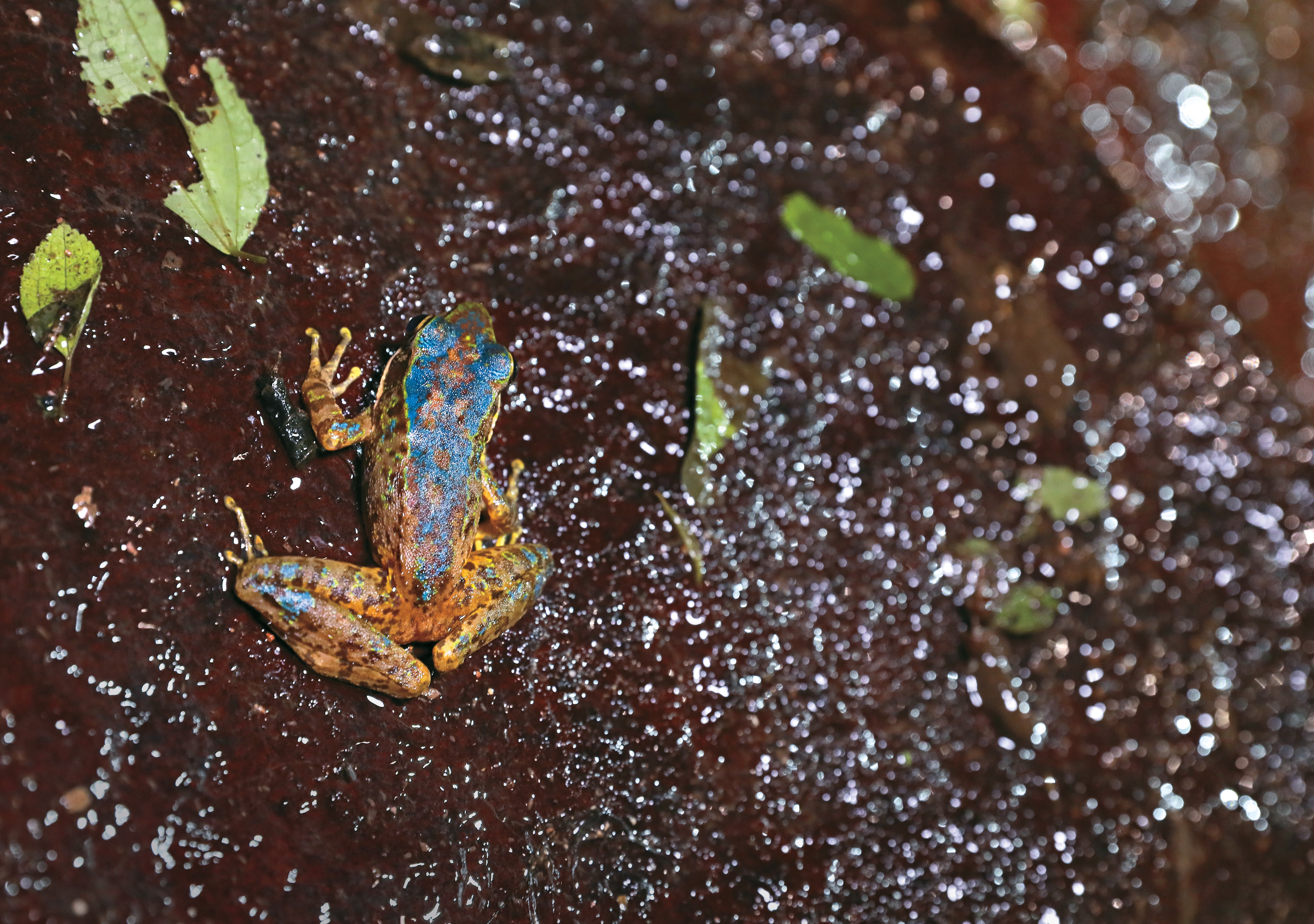 棲息於潮溼溪溝的藍色斯文豪氏赤蛙僅分布於陽明山一帶。（攝影／蘇立坤）