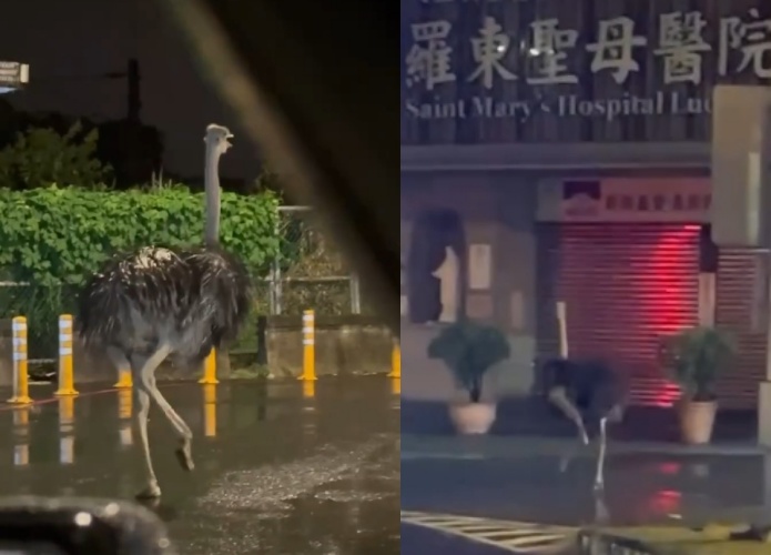 宜蘭羅東鴕鳥暴雨夜跑過聖母醫院，引發網友爆笑。（翻攝自Threads）