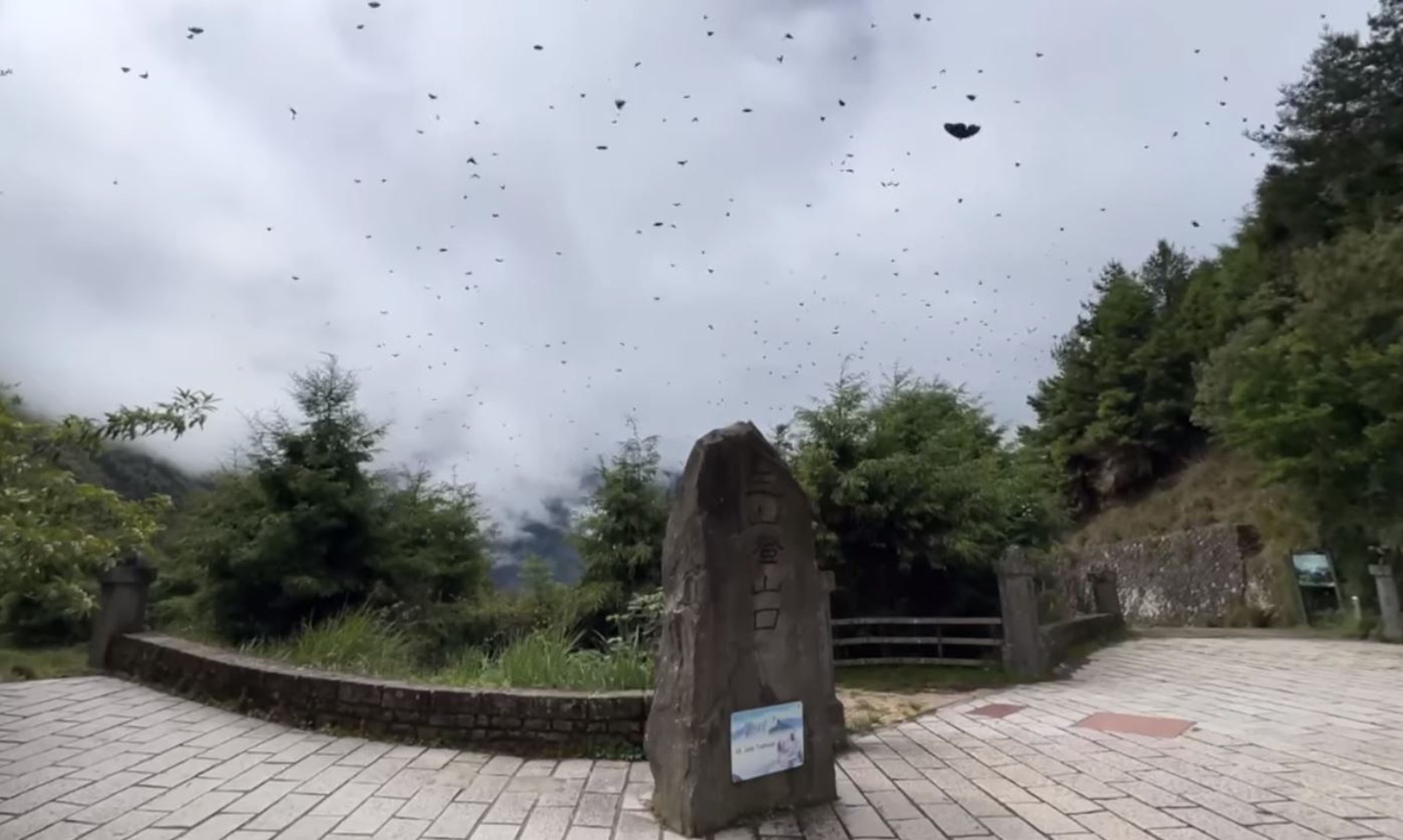玉山登山口的「蝶道奇觀」。(翻攝玉山國家公園臉書)