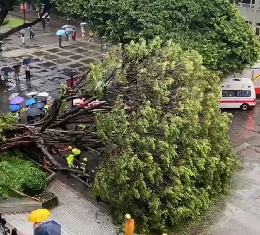 逢甲大學校內樹木倒塌，一名男學生傷重不治。（翻攝自記者爆料網）