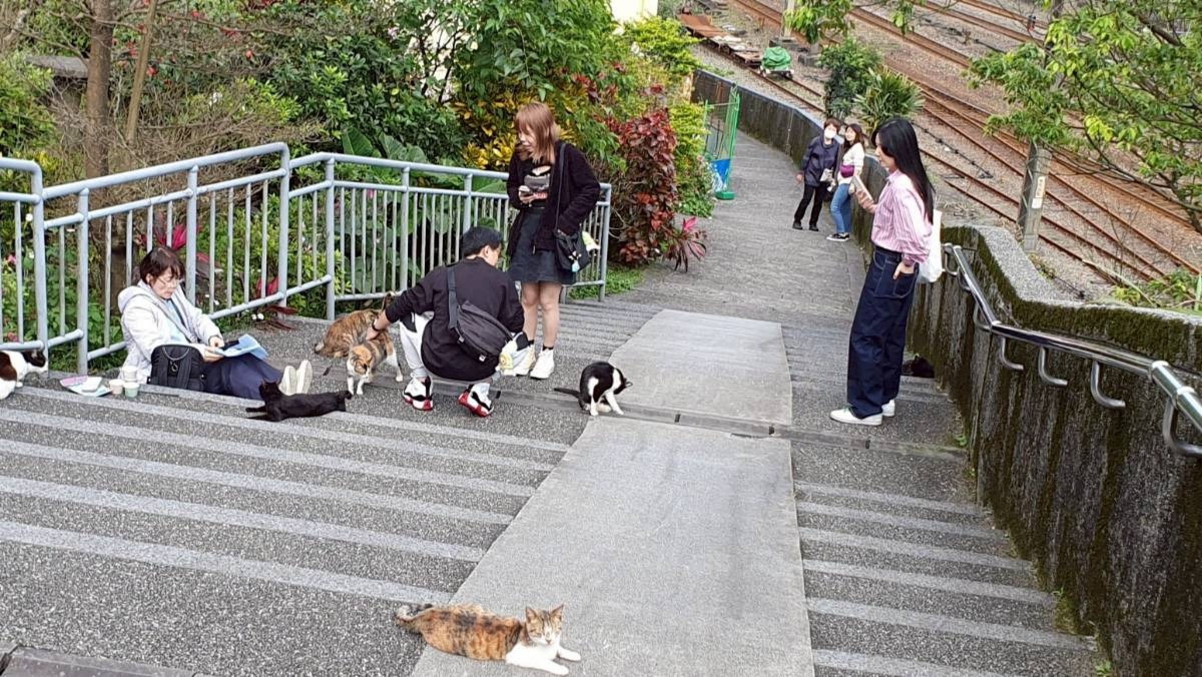 猴硐貓村未來恐滅村。（翻攝自新北市動保處官網）