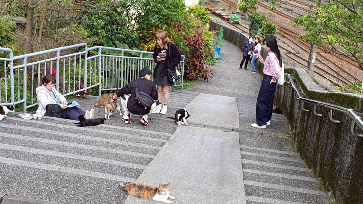 猴硐貓村未來恐滅村。（翻攝自新北市動保處官網）