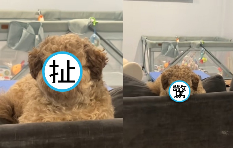 主人拍到自家狗抬頭瞬間，竟意外捕捉到一名男子的靈魂。（翻攝自Tiktok／max.hawt.dawg）