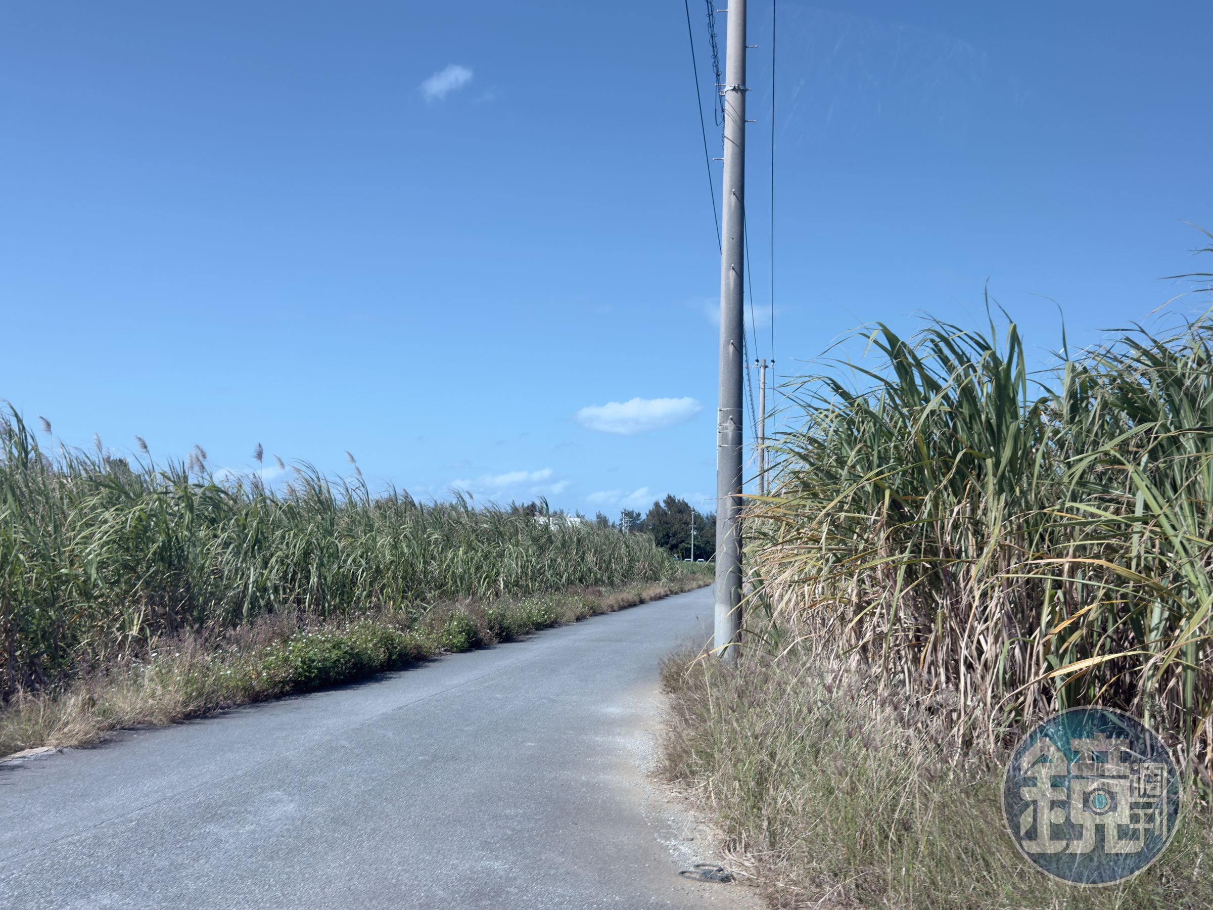 度假村座落在甘蔗田之中，車行其間，綠意隨海風搖曳。