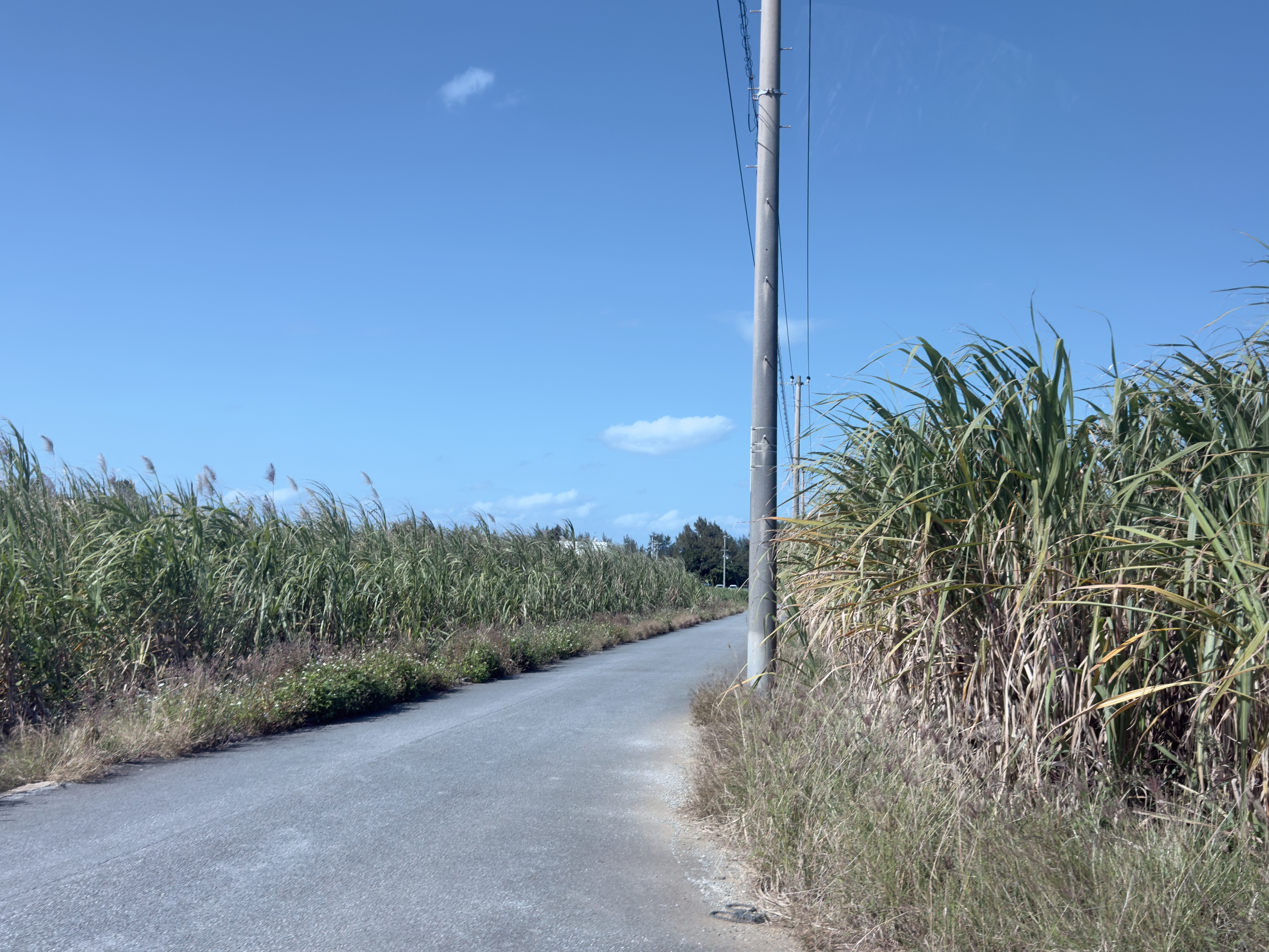 度假村座落在甘蔗田之中，車行其間，綠意隨海風搖曳。