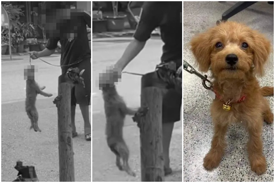 台中東區近日爆出一名年約10歲男童，年紀輕輕竟疑似凶狠的虐待一隻紅貴賓。 （翻攝自臉書「虐待動物惡人整理」、台中市動保處提供）