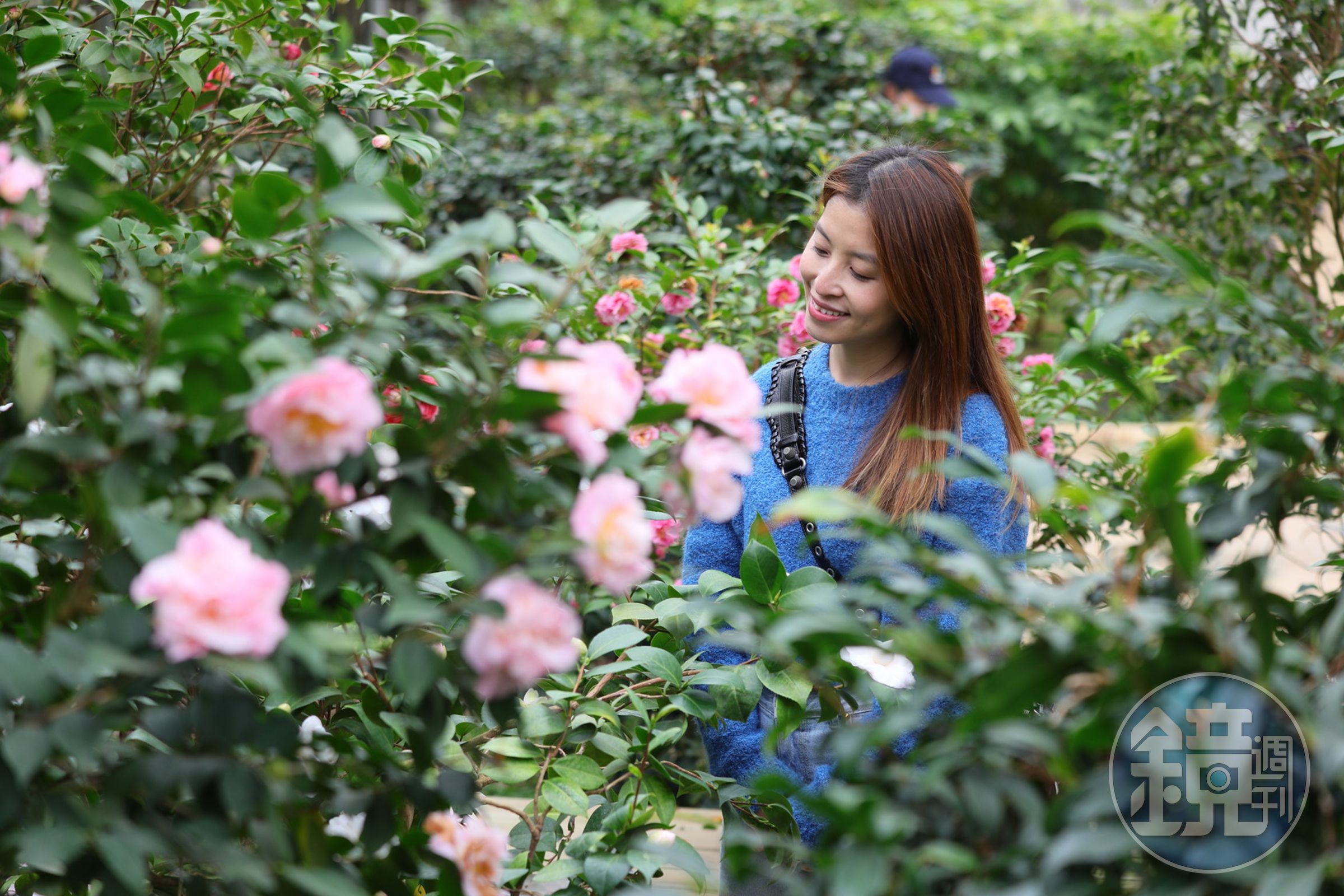 陽明山花卉試驗中心擁有全台歷史最悠久的茶花園。