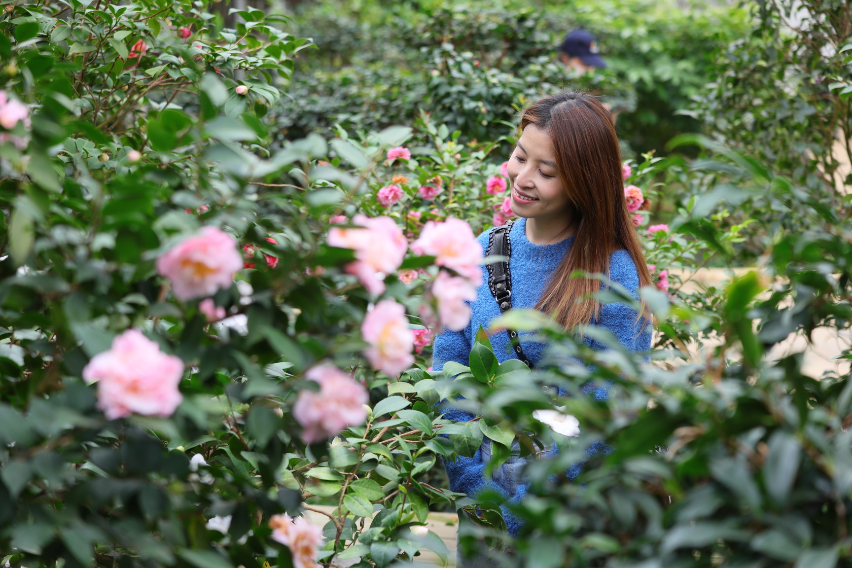 陽明山花卉試驗中心擁有全台歷史最悠久的茶花園。