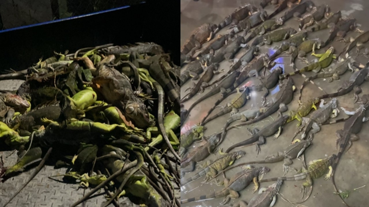 屏東綠鬣蜥暴增，1夜就抓了140隻。（翻攝自洪宗麒臉書）