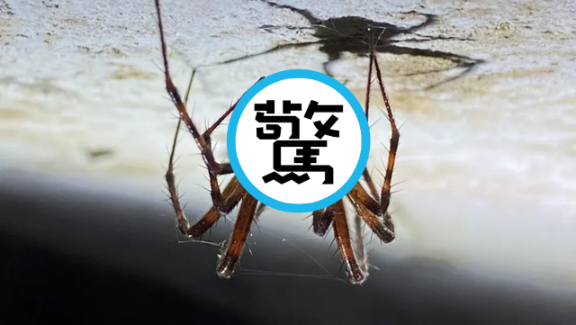 殭屍蜘蛛現身！真菌入侵大腦操控行為逼宿主「走向死亡」最後變殭屍。（翻攝自CAB International）