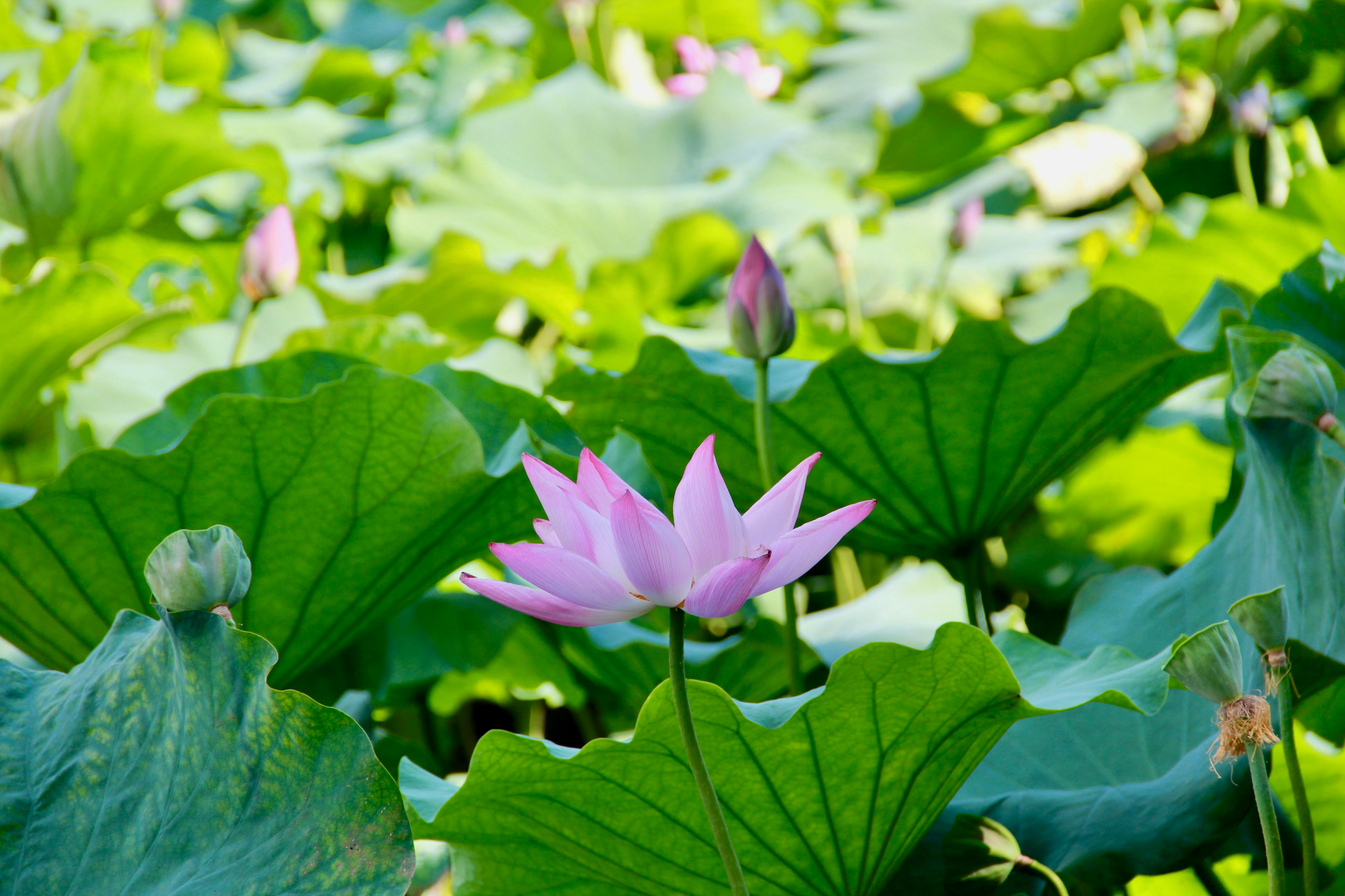 5月5日即將迎來夏季的第一個節氣「立夏」，命理專家小孟老師提醒注意4大禁忌，以免影響運勢。（翻攝自pexels）